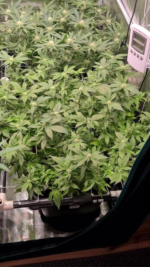 White Widow | Green House Seed Co.