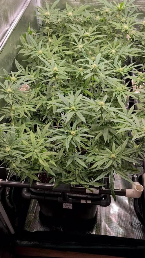 Damn Sour | Green House Seed Co.