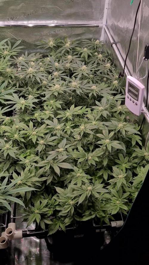 White Widow | Green House Seed Co.