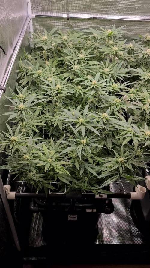 Damn Sour | Green House Seed Co.