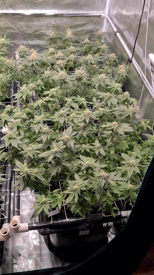 White Widow | Green House Seed Co.