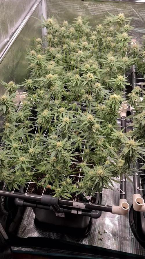 Damn Sour | Green House Seed Co.