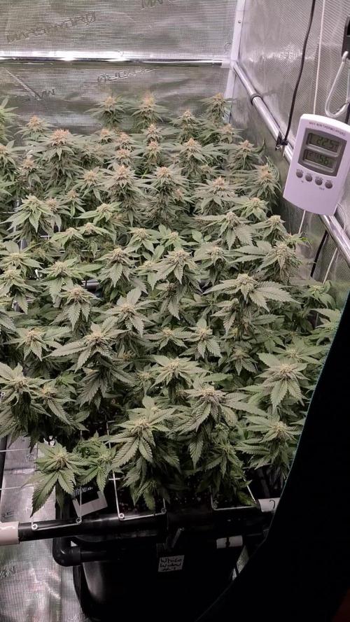 White Widow | Green House Seed Co.