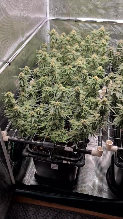 Damn Sour | Green House Seed Co.