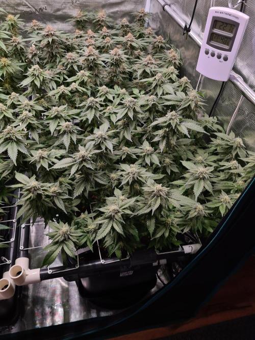 White Widow | Green House Seed Co.. Week 16 - 18-5 #1