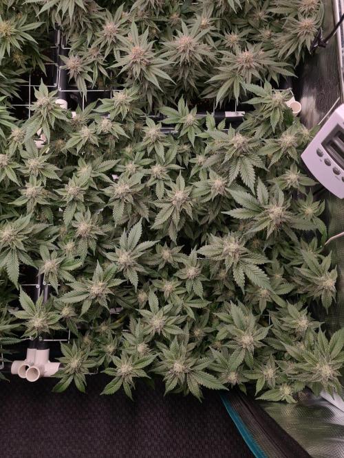 White Widow | Green House Seed Co.. Week 16 - 18-5 #1