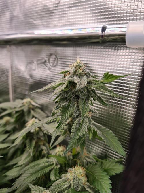 White Widow | Green House Seed Co.. Week 16 - 18-5 #1