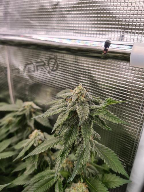 White Widow | Green House Seed Co.. Week 16 - 18-5 #1