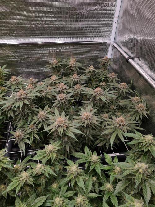 White Widow | Green House Seed Co.. Week 16 - 18-5 #2