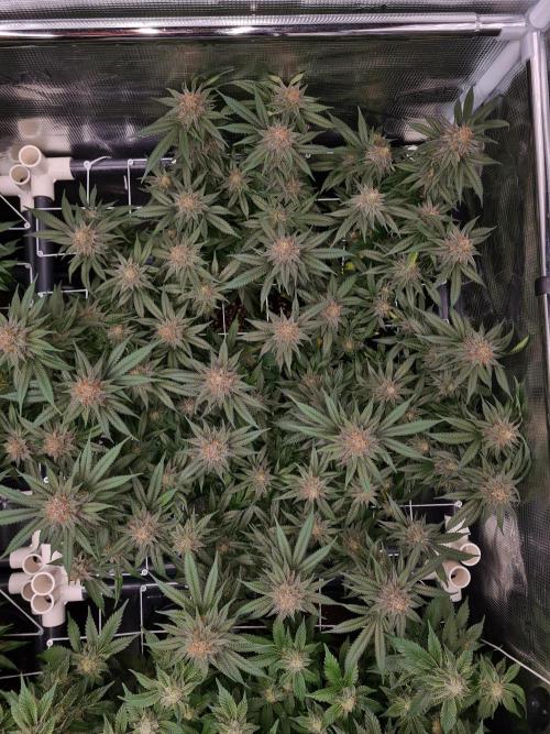 White Widow | Green House Seed Co.. Week 16 - 18-5 #2