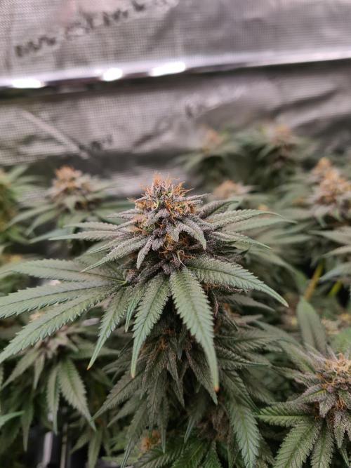 White Widow | Green House Seed Co.. Week 16 - 18-5 #2