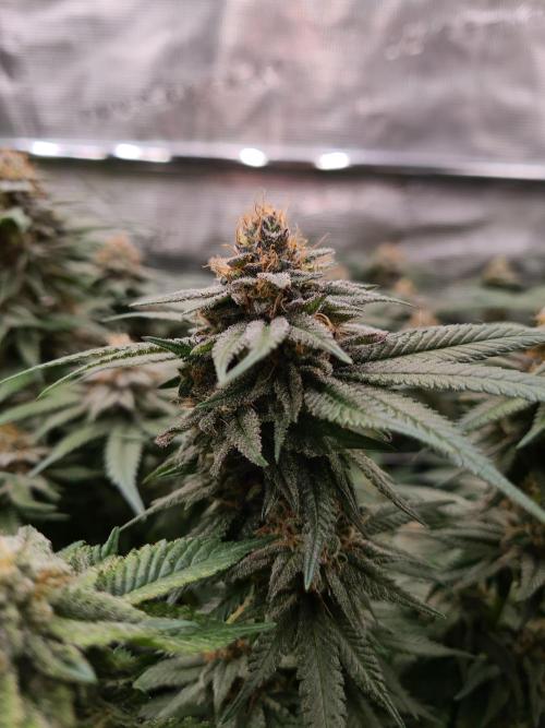 White Widow | Green House Seed Co.. Week 16 - 18-5 #2