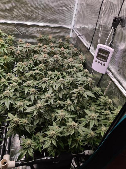 White Widow | Green House Seed Co.. Week 16 - 18-5