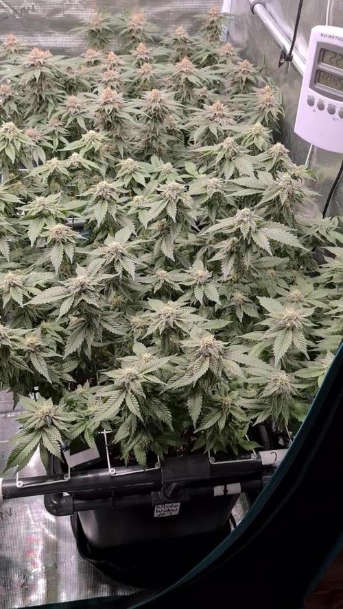 White Widow | Green House Seed Co.