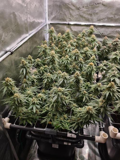 Damn Sour | Green House Seed Co.. Week 16 - 18-5 #1