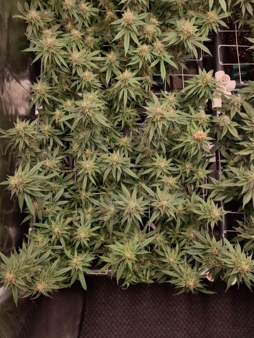 Damn Sour | Green House Seed Co.. Week 16 - 18-5 #1
