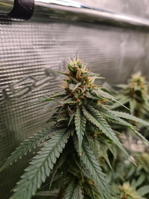 Damn Sour | Green House Seed Co.. Week 16 - 18-5 #1