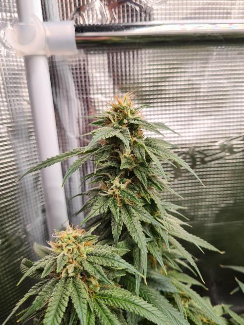 Damn Sour | Green House Seed Co.. Week 16 - 18-5 #1