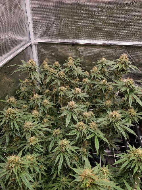 Damn Sour | Green House Seed Co.. Week 16 - 18-5 #2