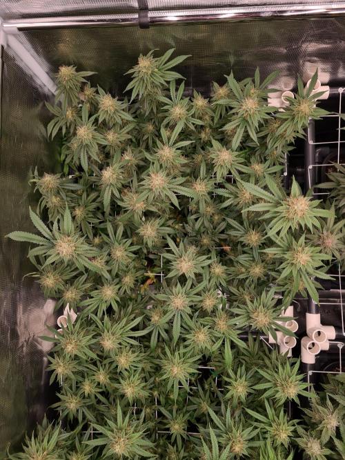 Damn Sour | Green House Seed Co.. Week 16 - 18-5 #2