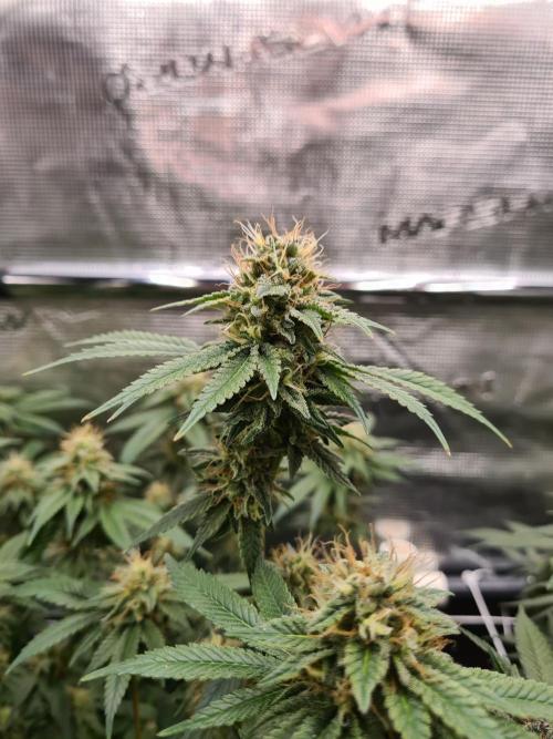 Damn Sour | Green House Seed Co.. Week 16 - 18-5 #2