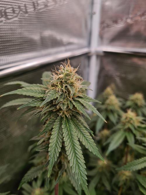 Damn Sour | Green House Seed Co.. Week 16 - 18-5 #2