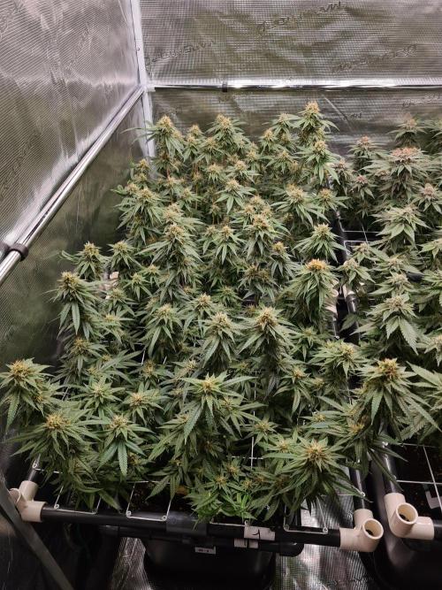 Damn Sour | Green House Seed Co.. Week 16 - 18-5