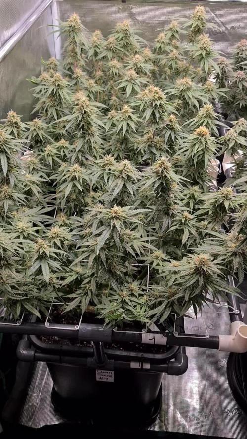 Damn Sour | Green House Seed Co.