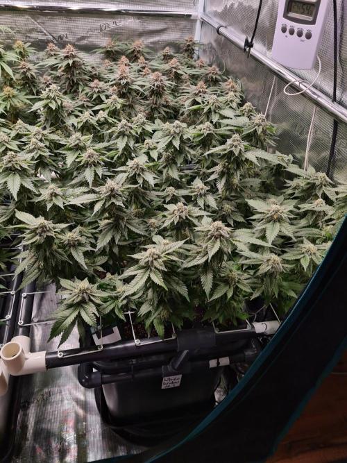 White Widow | Green House Seed Co.. Week 17 - 25-5 #1