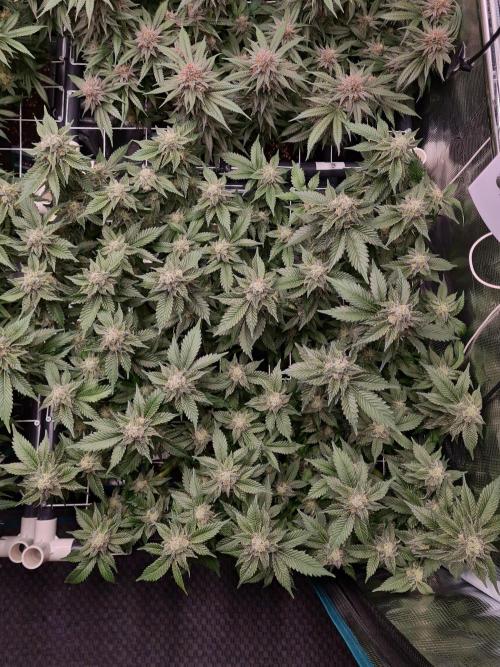 White Widow | Green House Seed Co.. Week 17 - 25-5 #1