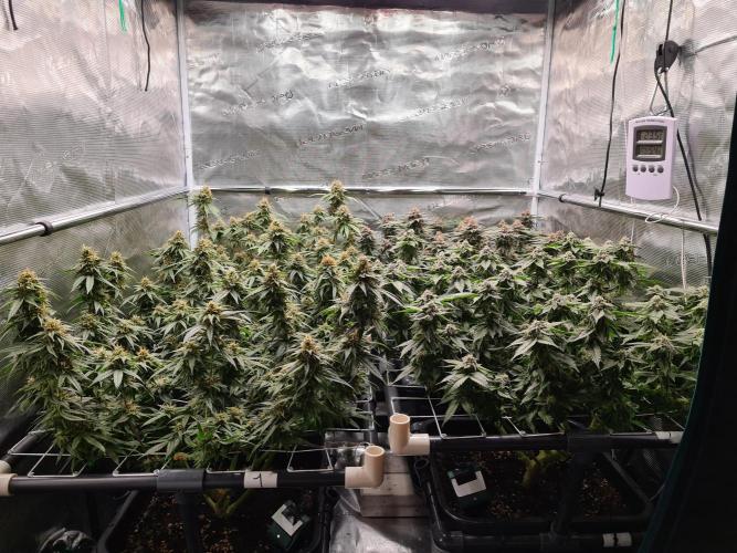 White Widow | Green House Seed Co.. Week 17 - 25-5