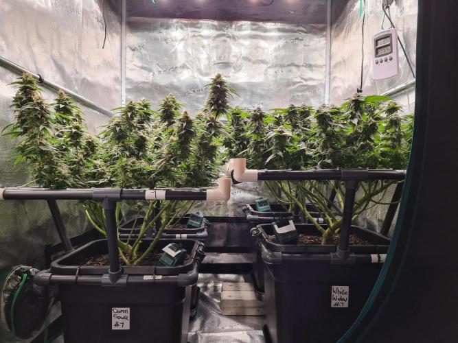 White Widow | Green House Seed Co.. Week 17 - 25-5