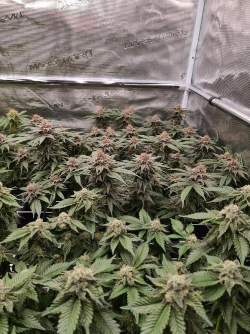 White Widow | Green House Seed Co.. Week 17 - 25-5 #2