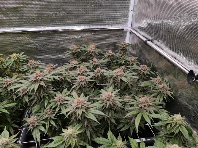 White Widow | Green House Seed Co.. Week 17 - 25-5 #2