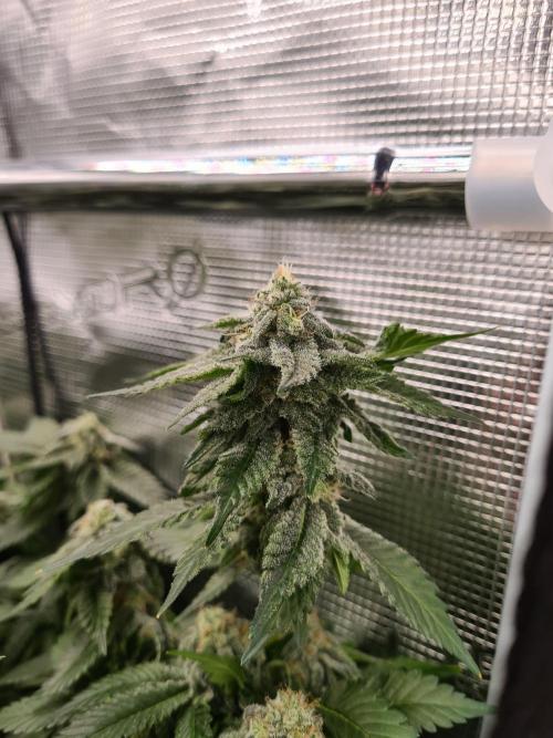 White Widow | Green House Seed Co.. Week 17 - 25-5 #1