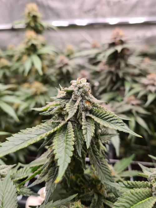 White Widow | Green House Seed Co.. Week 17 - 25-5 #1