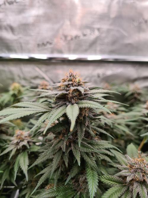 White Widow | Green House Seed Co.. Week 17 - 25-5 #2