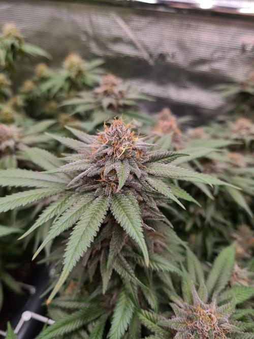 White Widow | Green House Seed Co.. Week 17 - 25-5 #2