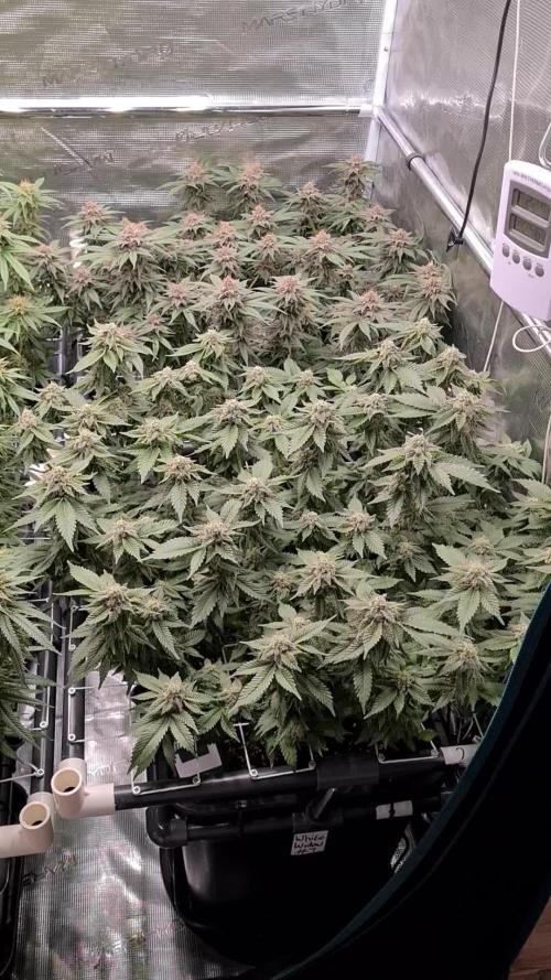 White Widow | Green House Seed Co.