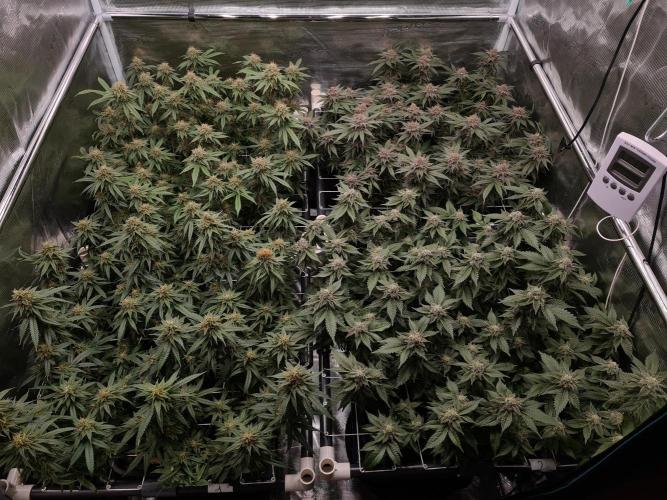 Damn Sour | Green House Seed Co.. Week 17 - 25-5