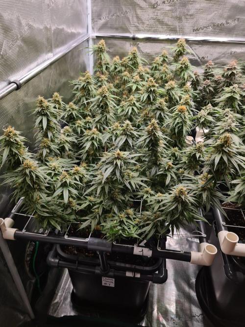Damn Sour | Green House Seed Co.. Week 17 - 25-5 #1