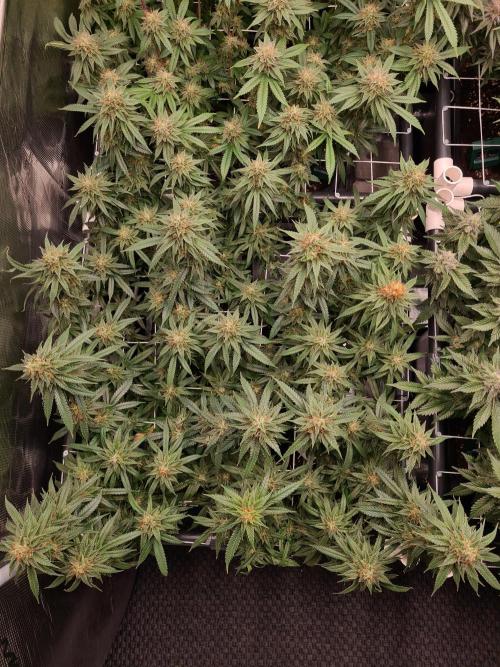 Damn Sour | Green House Seed Co.. Week 17 - 25-5 #1