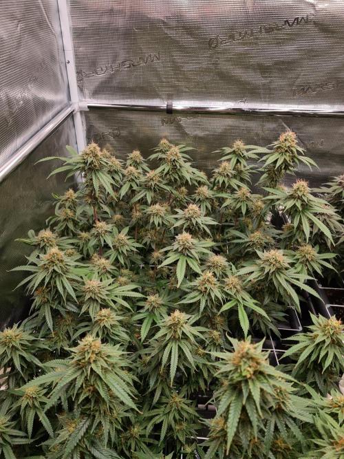 Damn Sour | Green House Seed Co.. Week 17 - 25-5 #2