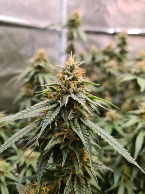 Damn Sour | Green House Seed Co.. Week 17 - 25-5 #1