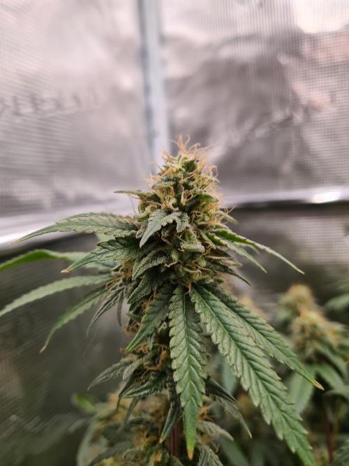 Damn Sour | Green House Seed Co.. Week 17 - 25-5 #2