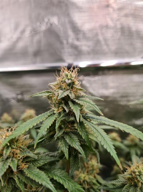 Damn Sour | Green House Seed Co.. Week 17 - 25-5 #1