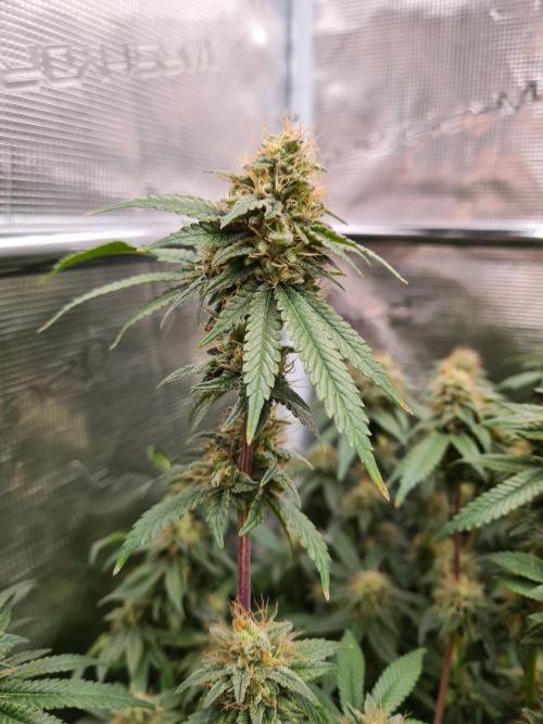 Damn Sour | Green House Seed Co.. Week 17 - 25-5 #2