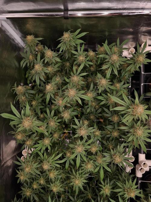 Damn Sour | Green House Seed Co.. Week 17 - 25-5 #2