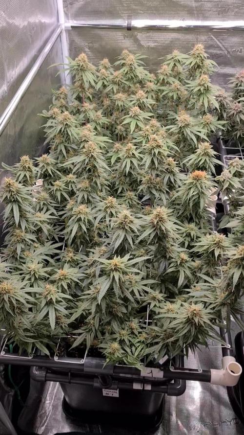 Damn Sour | Green House Seed Co.