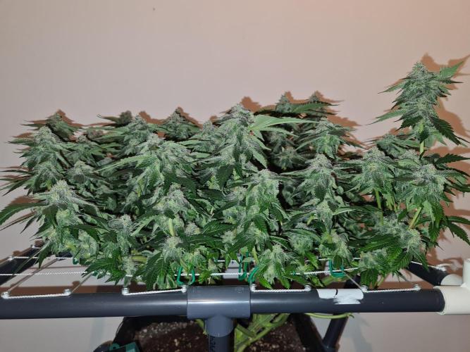 White Widow | Green House Seed Co.. Week 18 - 28-5 #1